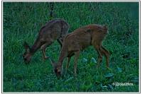 Capreolus capreolus