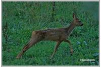 Capreolus capreolus