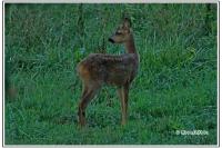Capreolus capreolus