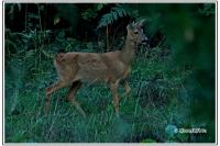 Capreolus capreolus