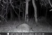 Procyon lotor