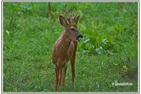 Capreolus capreolus