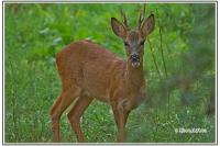 Capreolus capreolus