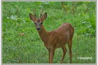 Capreolus capreolus