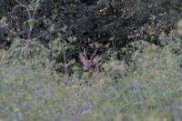 Capreolus capreolus