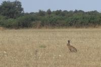 Lepus europaeus