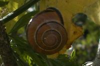 Cepaea nemoralis