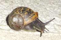 Cornu aspersum