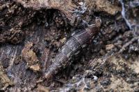 Clausilia bidentata
