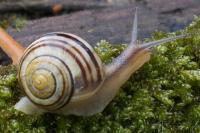 Cepaea nemoralis