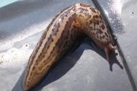 Limax maximus