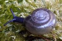 Oxychilus draparnaudi