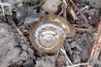 Oxychilus draparnaudi