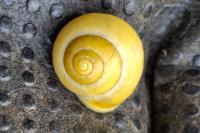 Cepaea hortensis