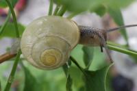 Cepaea nemoralis