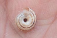 Cernuella aginnica