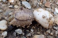 Testacella maugei