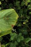 Chalcolestes viridis