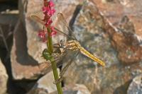 Orthetrum brunneum