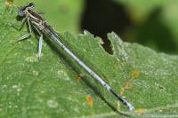 Platycnemis pennipes