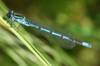 Coenagrion puella