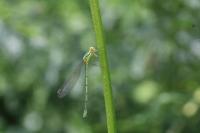 Lestes virens