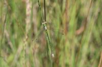 Lestes virens