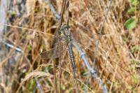 Orthetrum cancellatum