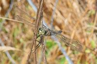 Orthetrum cancellatum