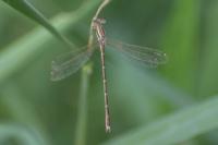 Lestes barbarus