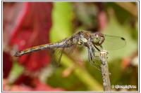 Orthetrum cancellatum