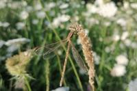 Lestes barbarus