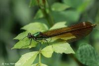 Calopteryx virgo