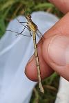 Lestes sponsa