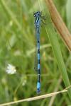 Coenagrion mercuriale