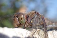 Sympetrum meridionale