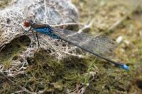Erythromma viridulum