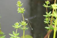Ischnura elegans