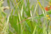 Platycnemis acutipennis