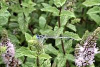 Platycnemis pennipes
