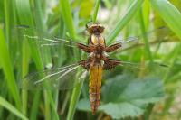 Libellula depressa
