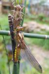 Libellula depressa