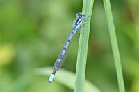 Enallagma cyathigerum