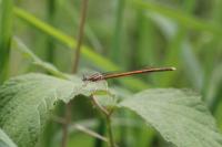 Platycnemis acutipennis