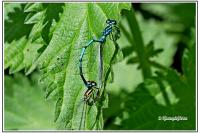 Coenagrion puella
