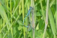 Coenagrion puella
