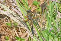 Libellula quadrimaculata
