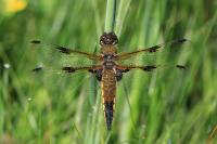 Libellula quadrimaculata