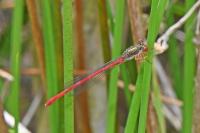 Ceriagrion tenellum
