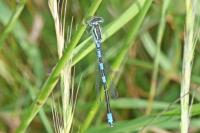 Coenagrion scitulum